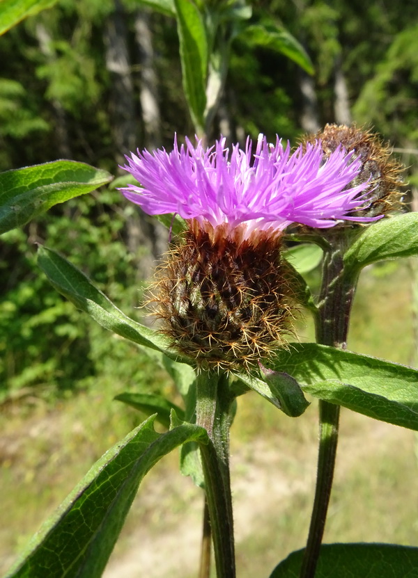 Изображение особи Centaurea phrygia.