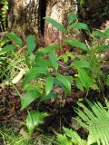 Disporum smilacinum. Плодоносящее растение. Приморский край, Лазовский р-н, Лазовский заповедник, окр. кордона Карпадь, широколиственный лес. 19.08.2009.