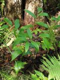 Disporum smilacinum