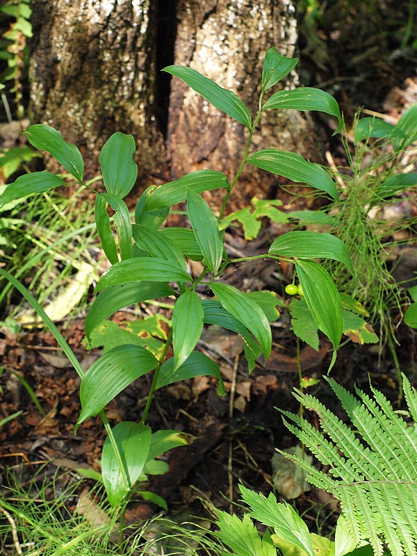 Изображение особи Disporum smilacinum.