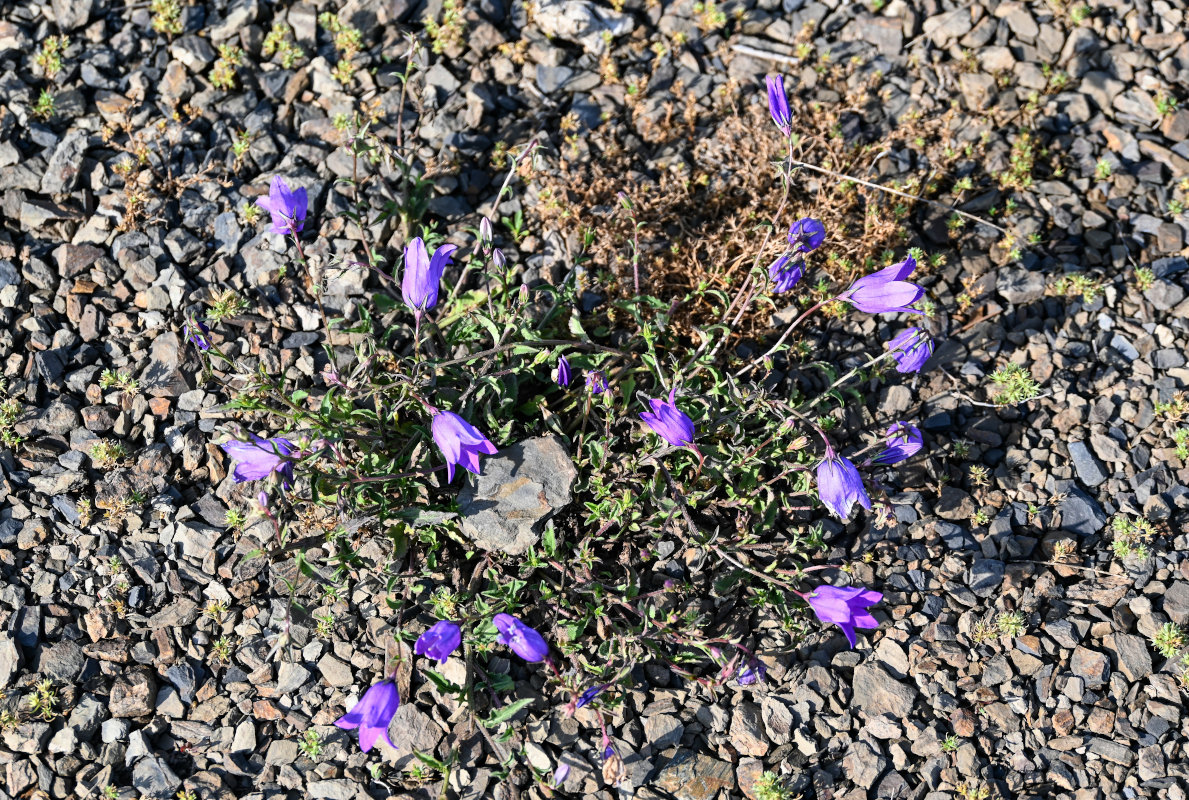 Изображение особи Campanula hohenackeri.