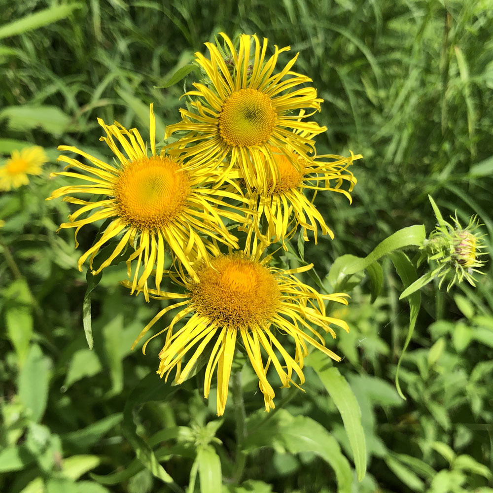 Изображение особи Inula britannica.