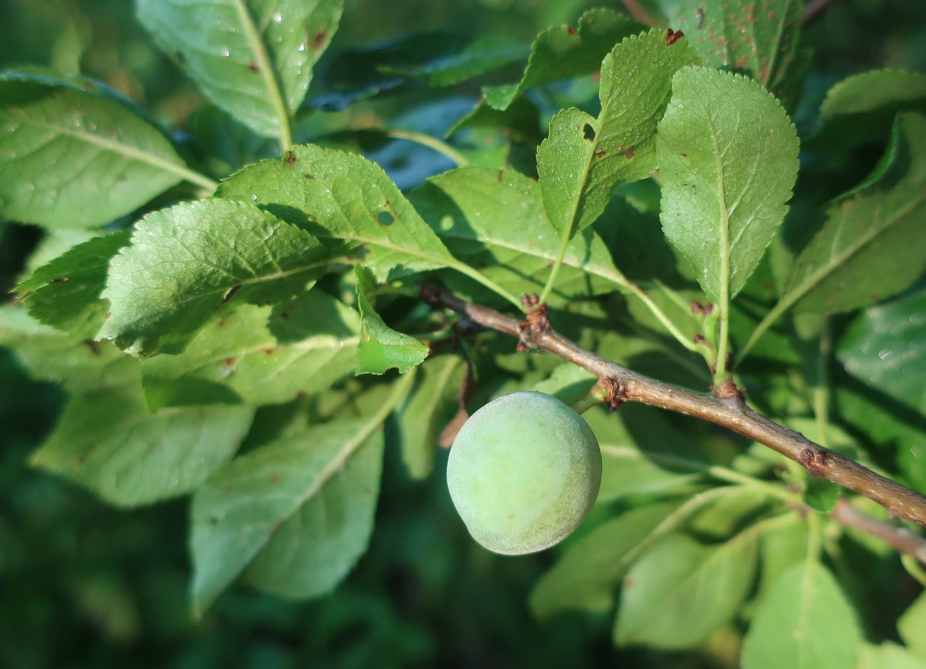 Изображение особи Prunus insititia.