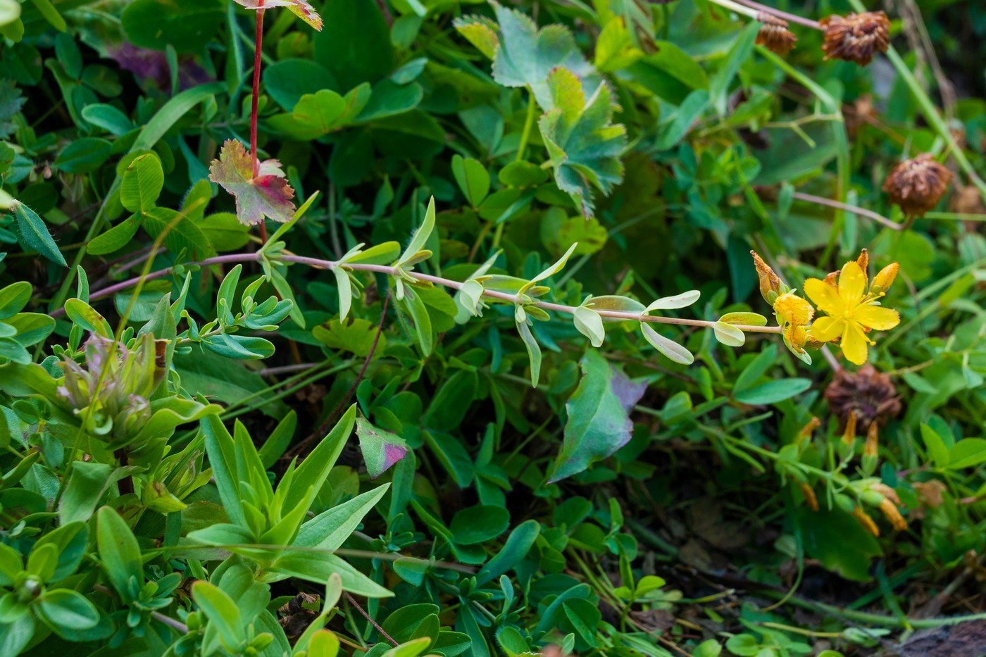 Image of Hypericum linarioides specimen.
