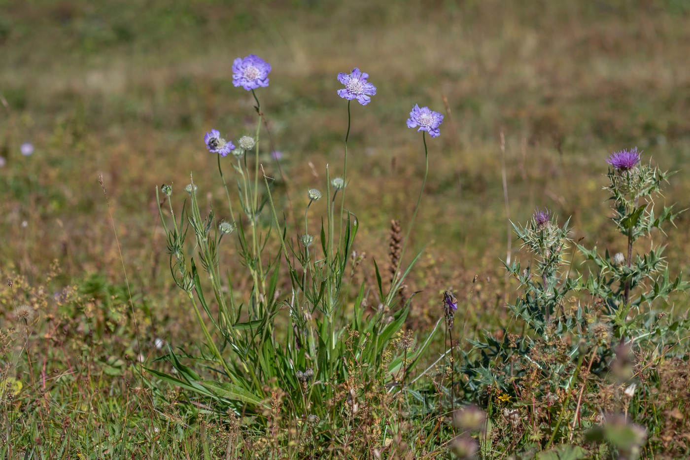 Image of Lomelosia caucasica specimen.