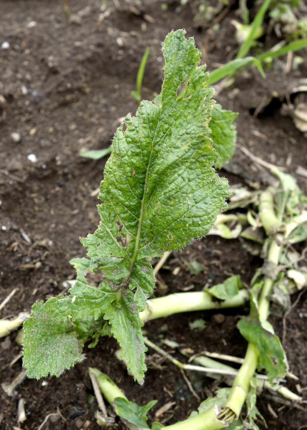 Изображение особи Brassica rapa.