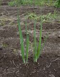 Allium cepa