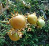 Solanum carolinense