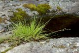 Carex canescens