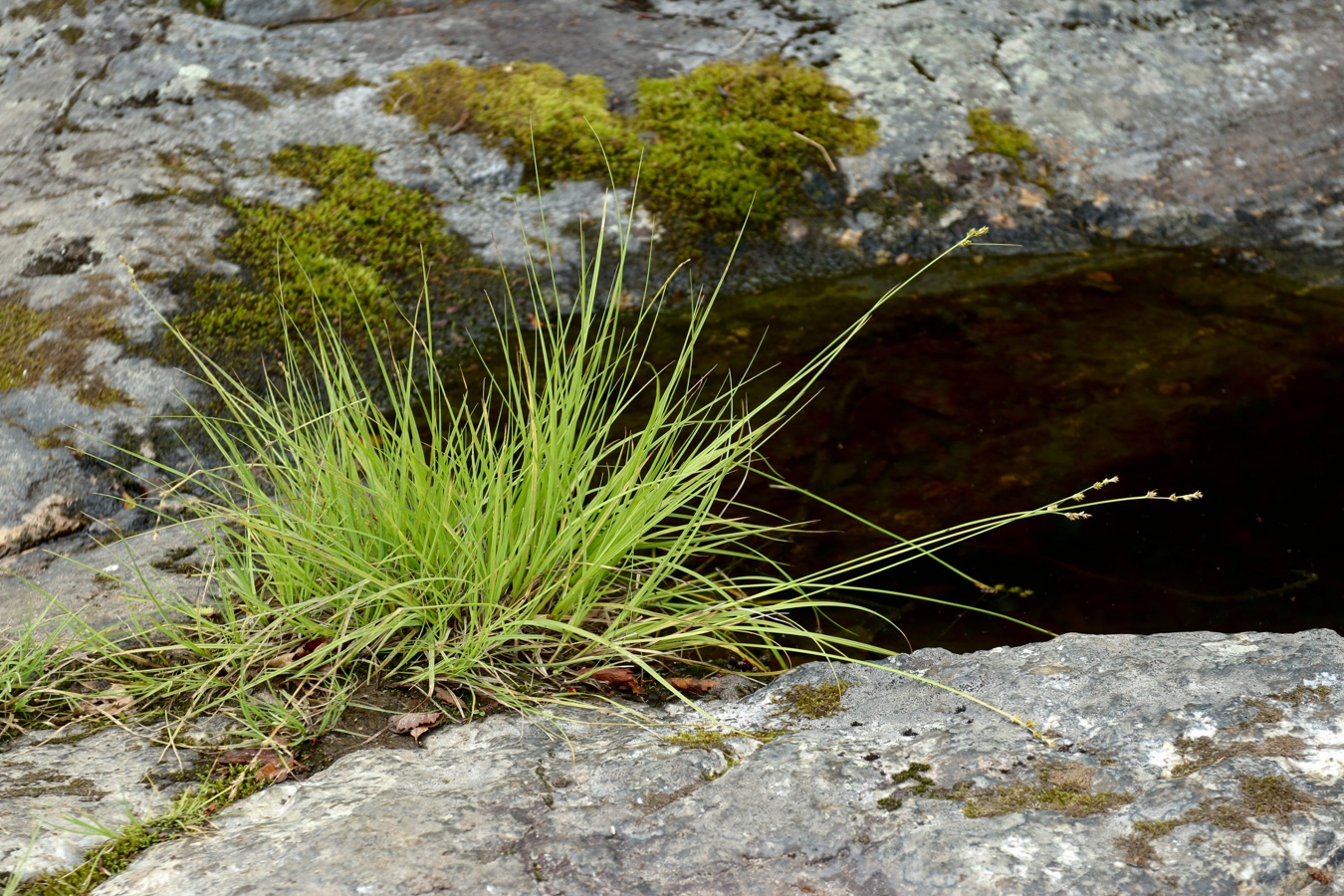 Изображение особи Carex canescens.