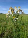 Galatella biflora