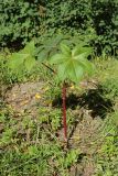 Ricinus communis. Молодое (угнетённое?) растение. Санкт-Петербург, Кировский р-н, газон у жилого дома. 10.09.2022.