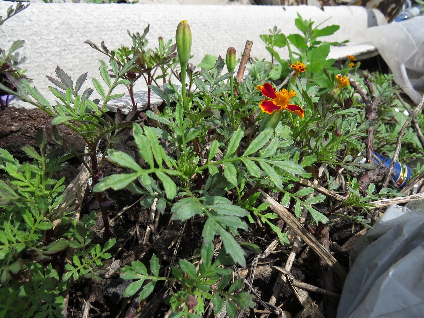 Image of Tagetes patula specimen.