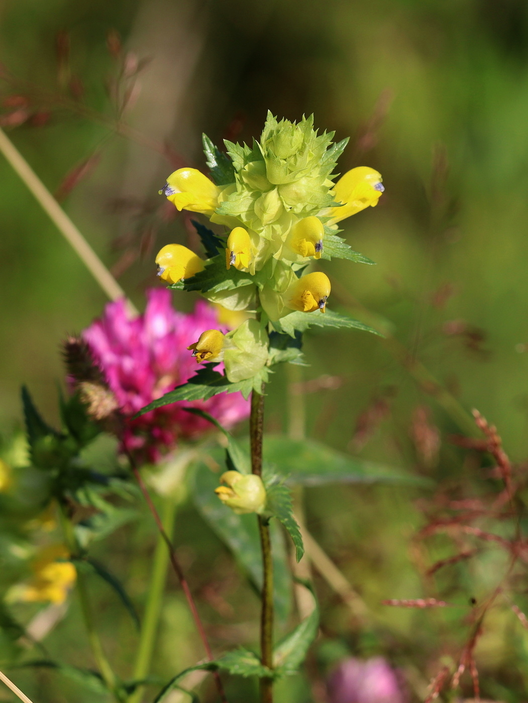 Изображение особи Rhinanthus serotinus.