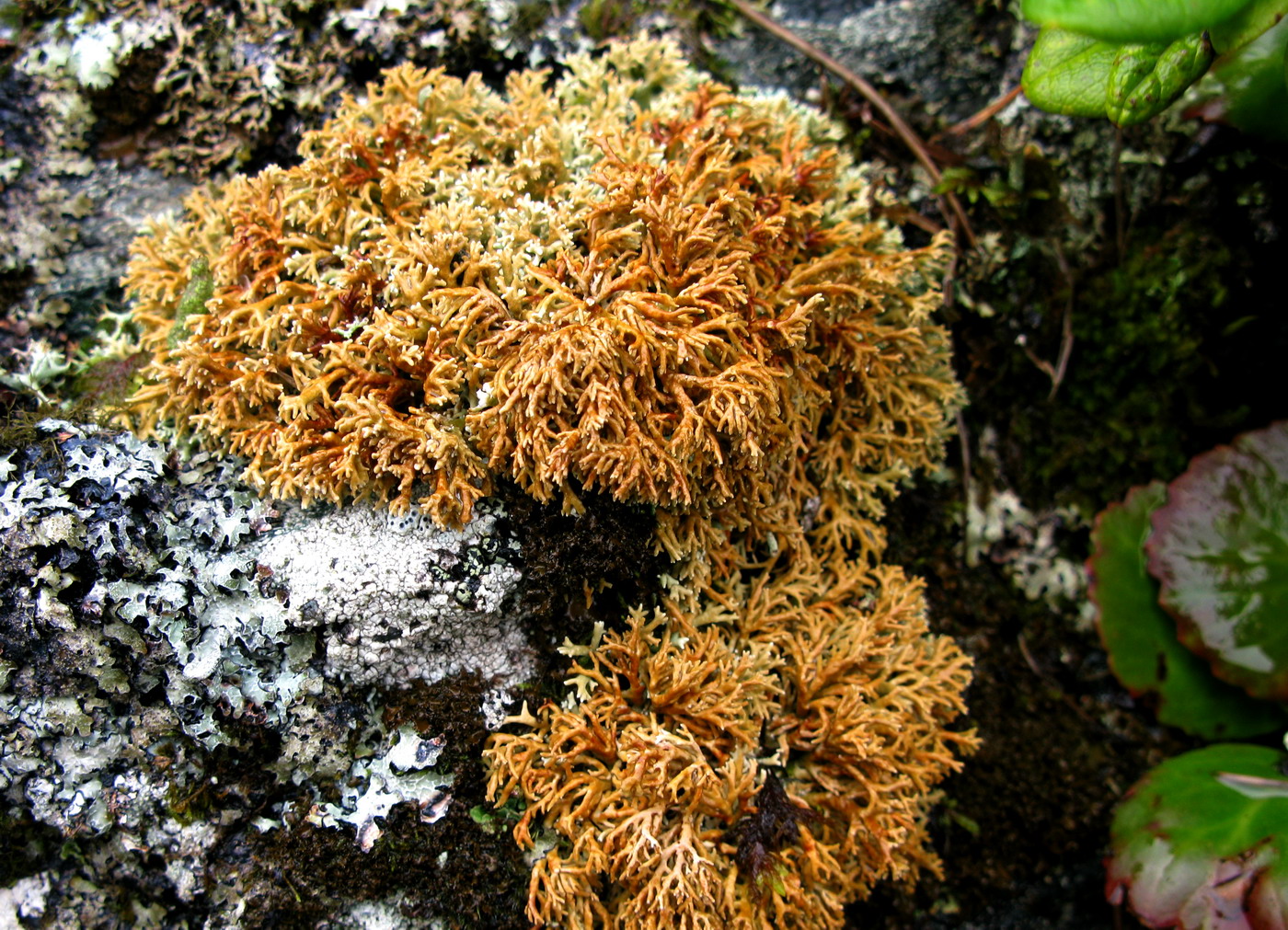 Image of Sphaerophorus globosus specimen.