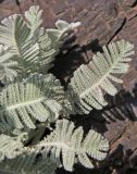 Tanacetum haradjanii