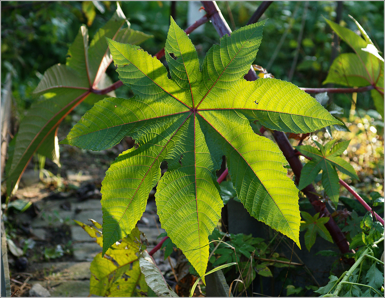 Image of Ricinus communis specimen.