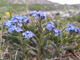 Myosotis alpestris. Цветущие растения. Республика Северная Осетия-Алания, Ирафский р-н, Большой Кавказ, хр. Чирх, левый борт ущелья Бартуидон, восточный склон хребта под перевалом Авсанау, ≈ 2950 м н.у.м., альпийский луг. 11.07.2021.