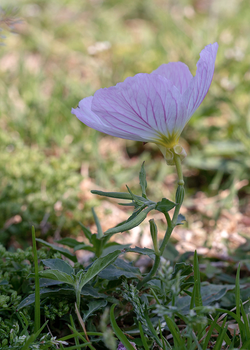 Изображение особи Oenothera speciosa.