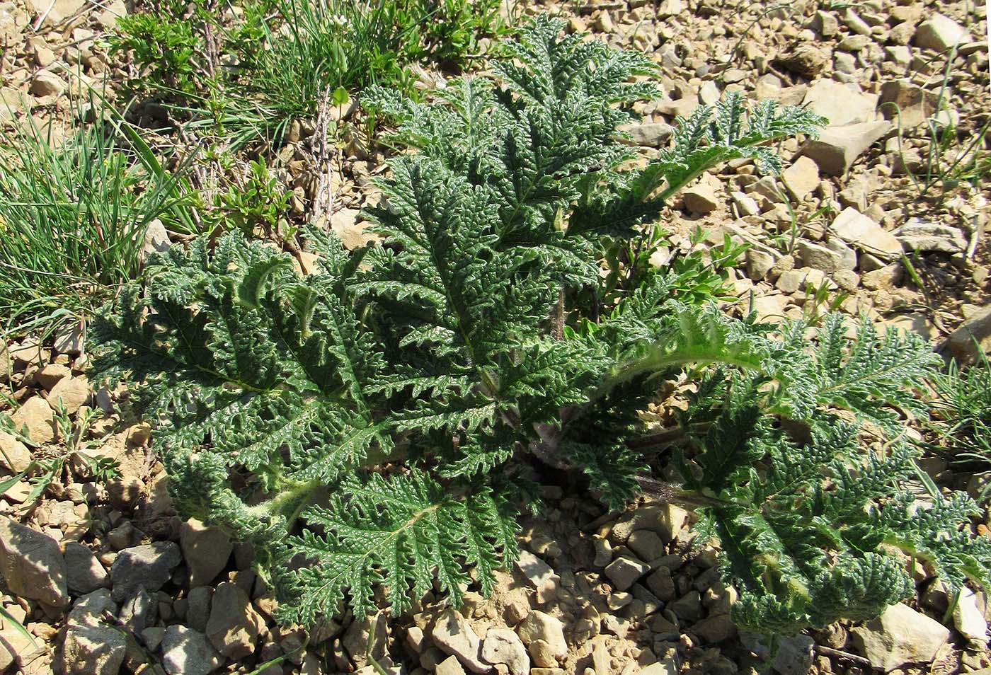 Image of Phlomoides speciosa specimen.