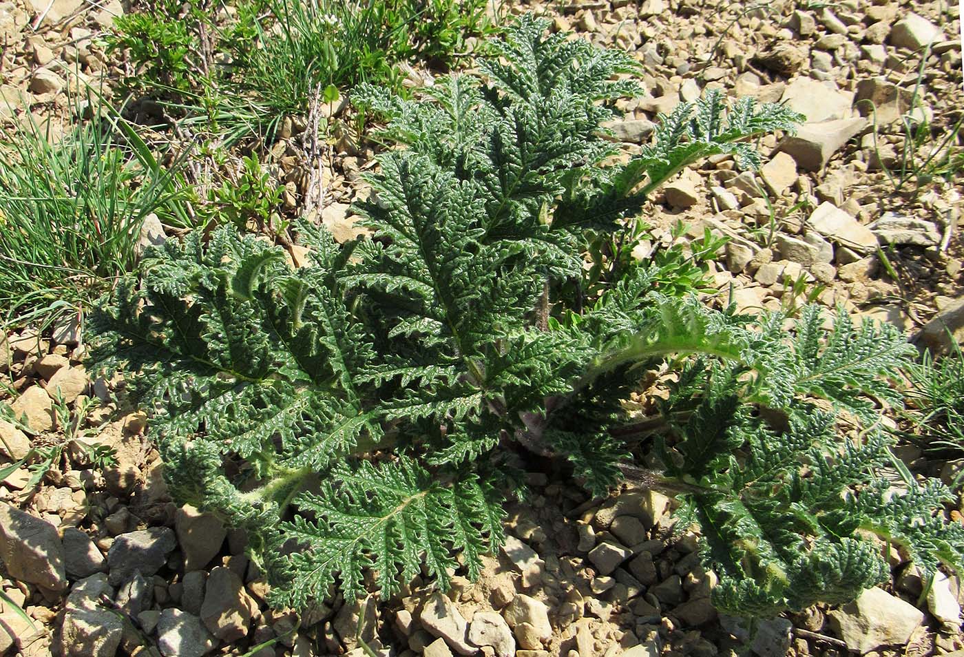 Изображение особи Phlomoides speciosa.