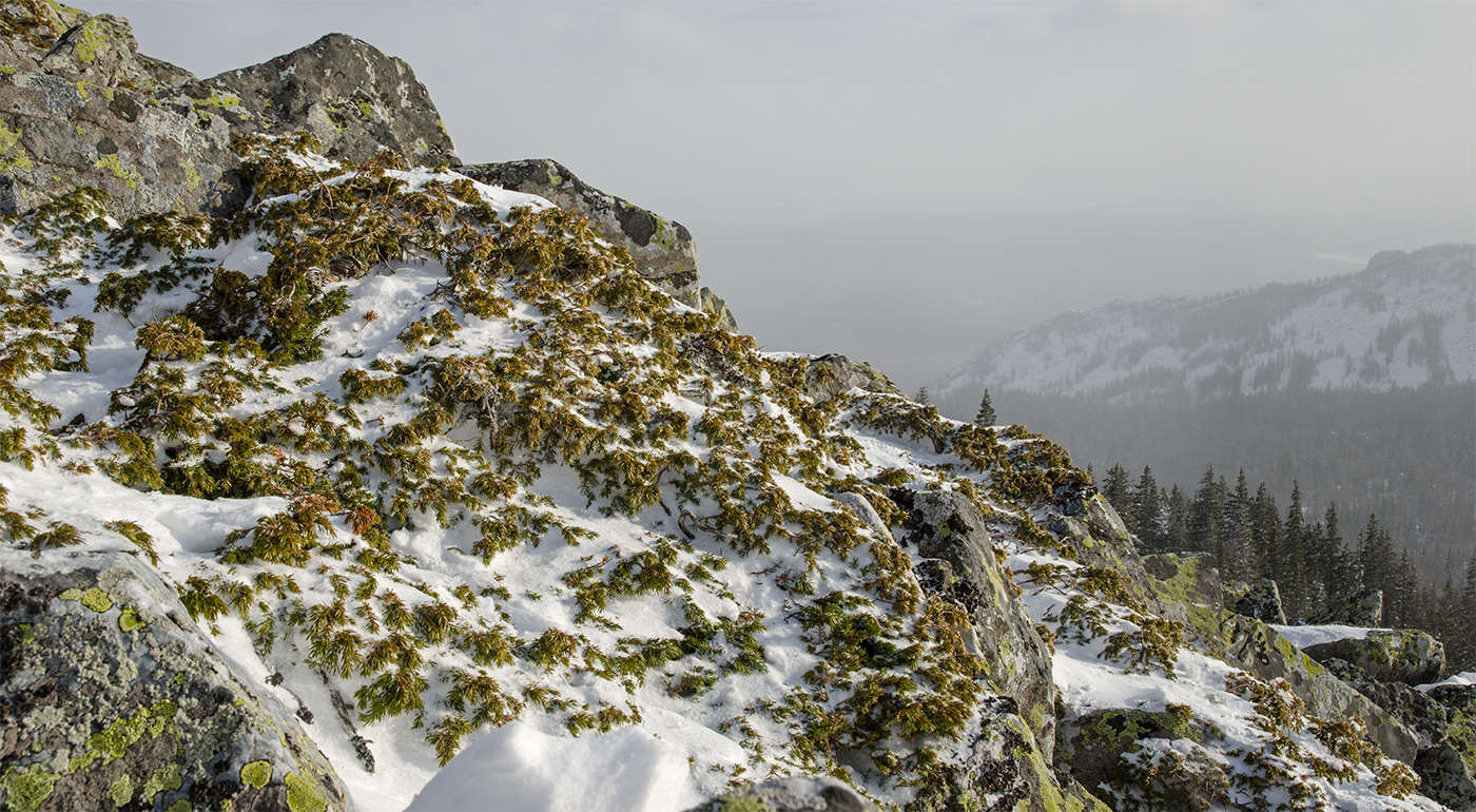 Image of genus Juniperus specimen.