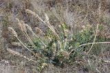 Astragalus platyphyllus. Плодоносящее растение. Южный Казахстан, Таласский Алатау, подгорная степь, безымянный сай. 13.08.2010.