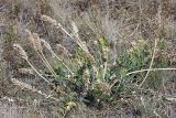 Astragalus platyphyllus