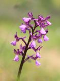 Anacamptis morio подвид caucasica. Соцветие. Краснодарский край, Черноморское побережье Кавказа, м/о г. Новороссийск, окр. оз. Лиманчик, разреженное редколесье. 7 мая 2021 г.