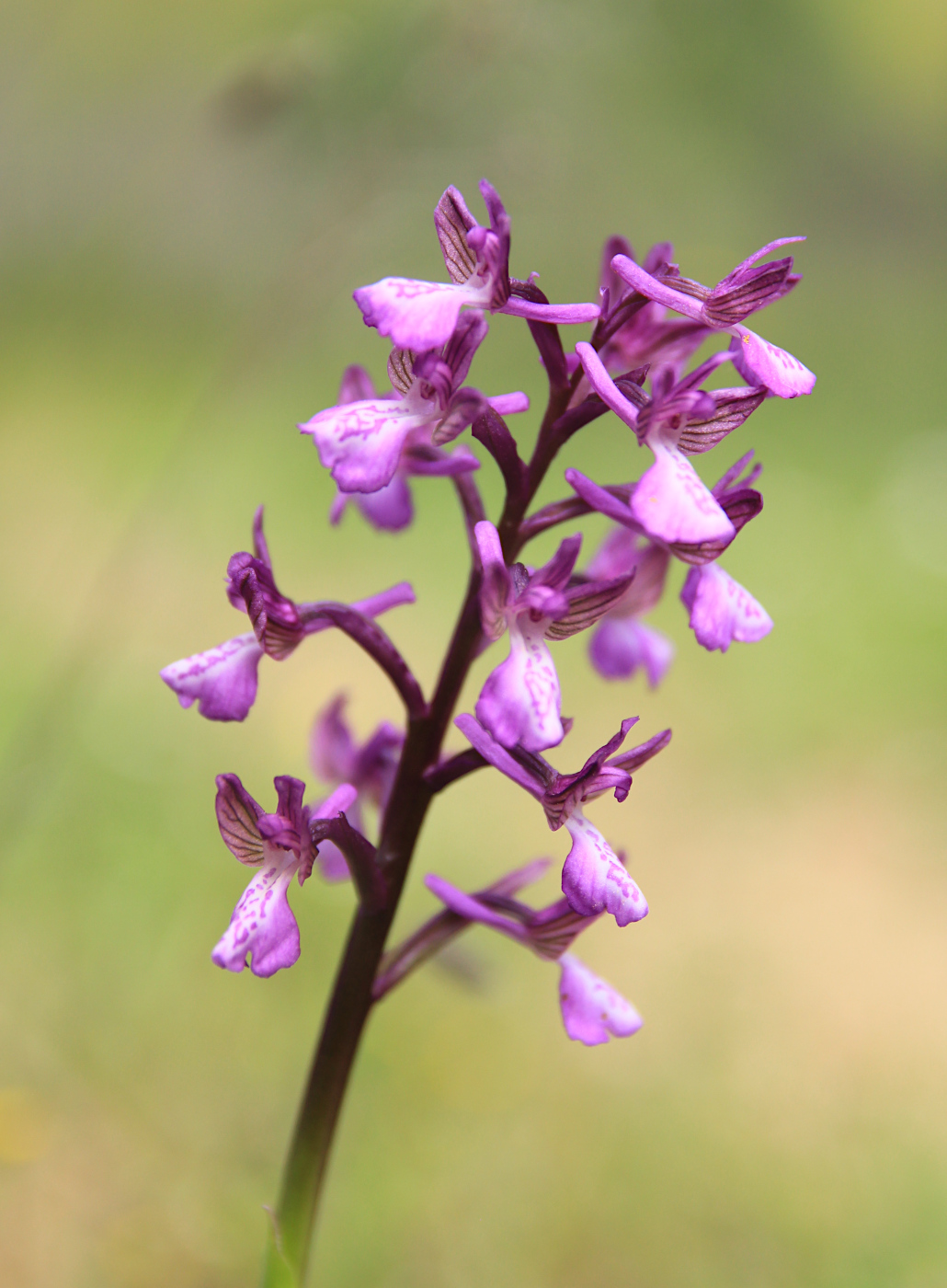 Image of Anacamptis morio ssp. caucasica specimen.