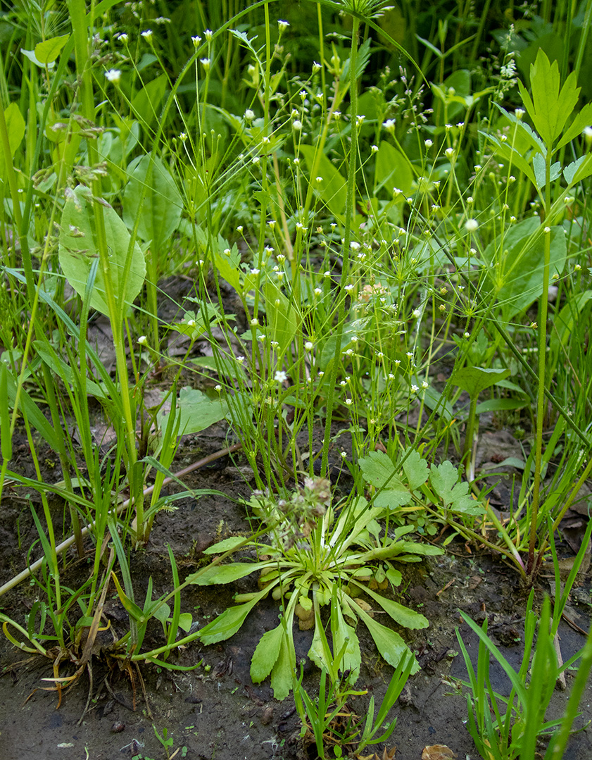 Изображение особи Androsace filiformis.