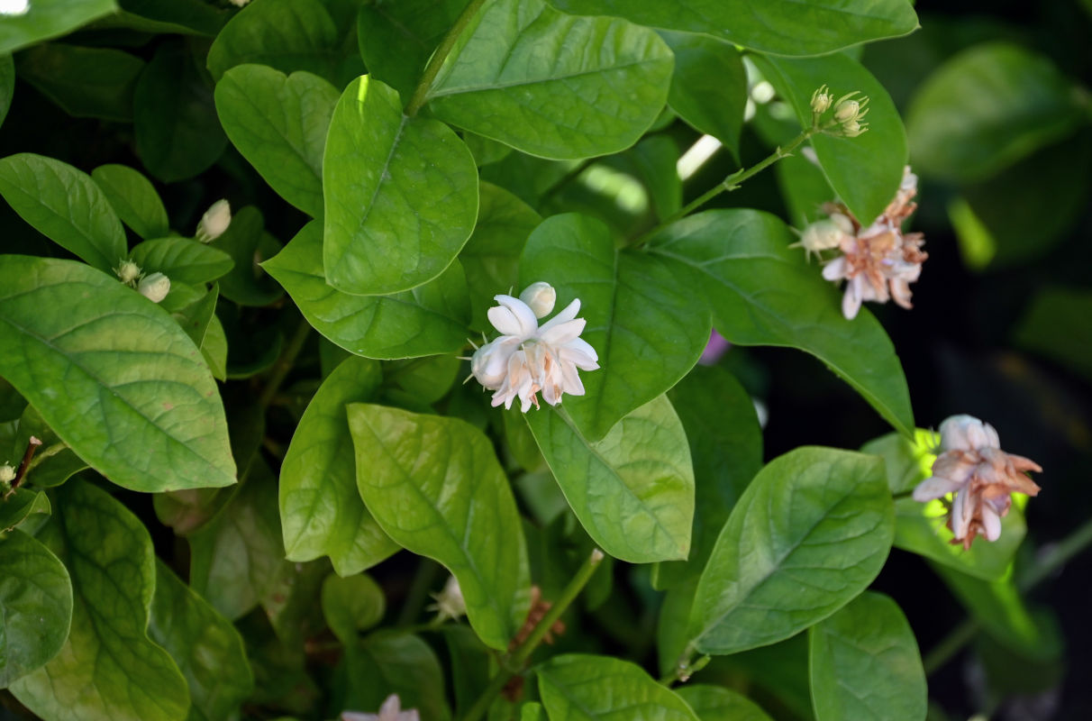 Изображение особи Jasminum sambac.