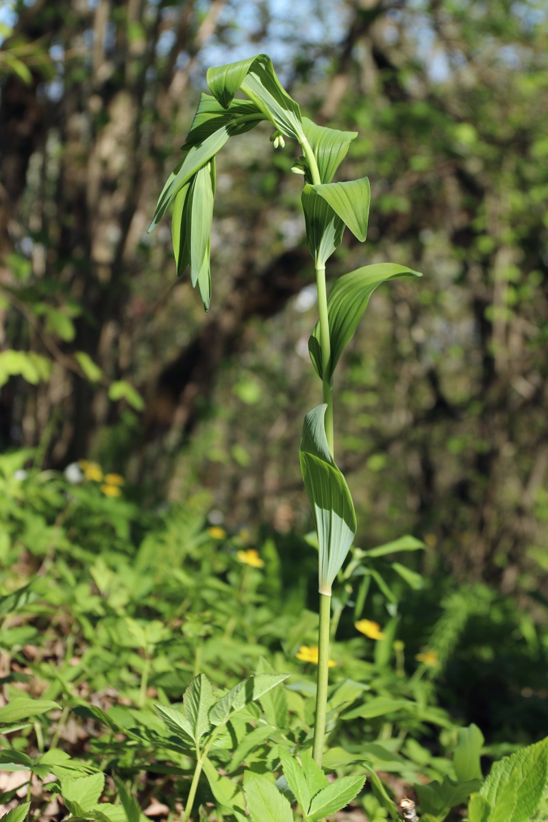 Image of Polygonatum multiflorum specimen.