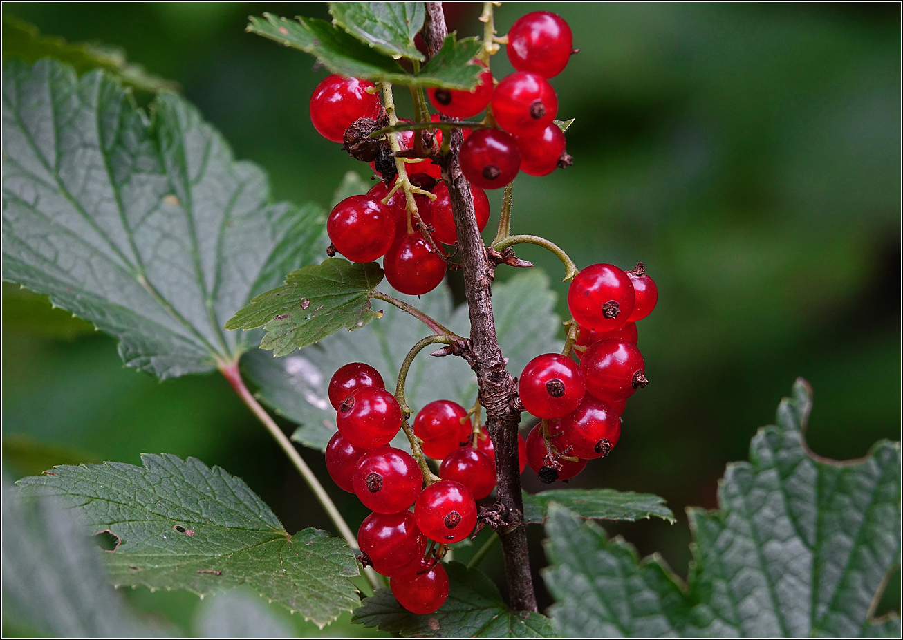 Изображение особи Ribes rubrum.