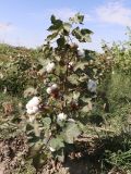 Gossypium hirsutum