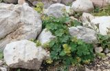 genus Alchemilla. Цветущее растение. Адыгея, Кавказский биосферный заповедник, северо-восточный склон горы Оштен, ≈ 2400 м н.у.м., курумник. 16.09.2023.