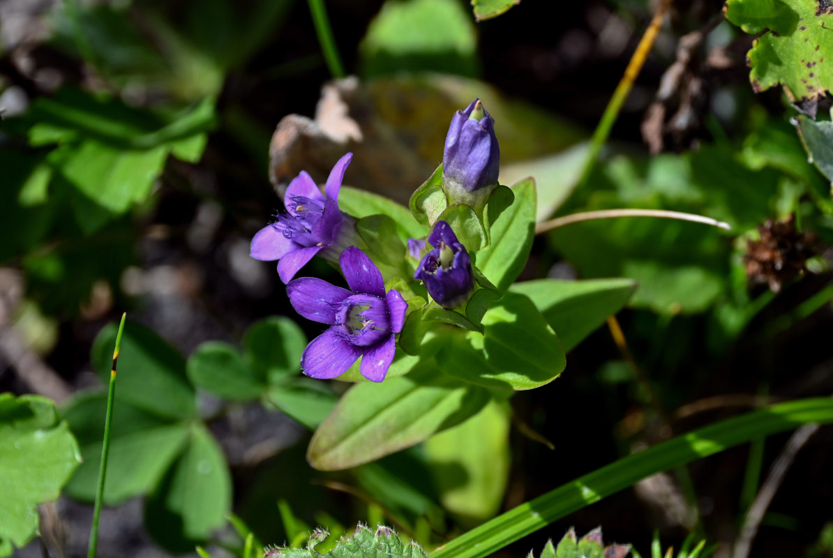 Изображение особи Gentianella auriculata.