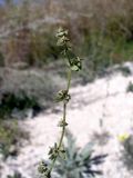 Atriplex oblongifolia