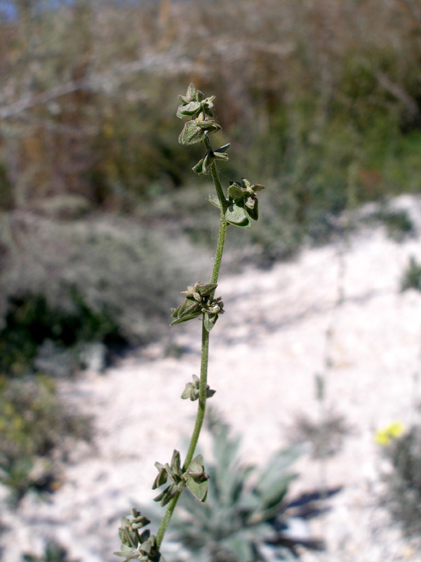 Image of Atriplex oblongifolia specimen.