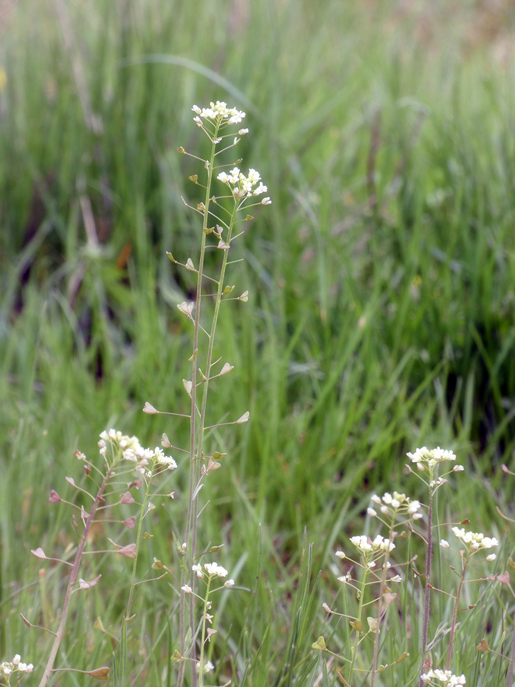 Изображение особи Capsella bursa-pastoris.