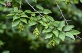 Carpinus orientalis. Верхушка ветви с соплодиями. Грузия, Имеретия, окр. водопада Кинчха, опушка широколиственного леса. 15.06.2023.