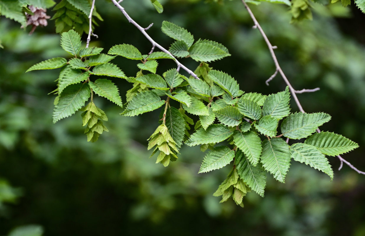 Изображение особи Carpinus orientalis.