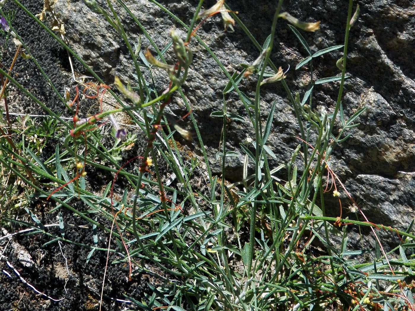 Изображение особи Astragalus schachdarinus.