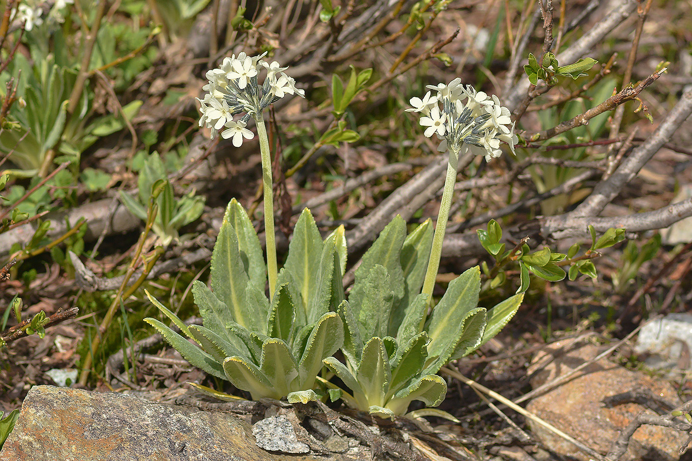 Image of Primula bayernii specimen.