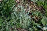 Artemisia caucasica. Расцветающие растения в сообществе с Salvia, Centaurea, Vicia и Trifolium. Дагестан, Казбековский р-н, долина р. Сулак, Сулакский каньон, ≈ 900 м н.у.м., каменистый склон. 01.05.2022.