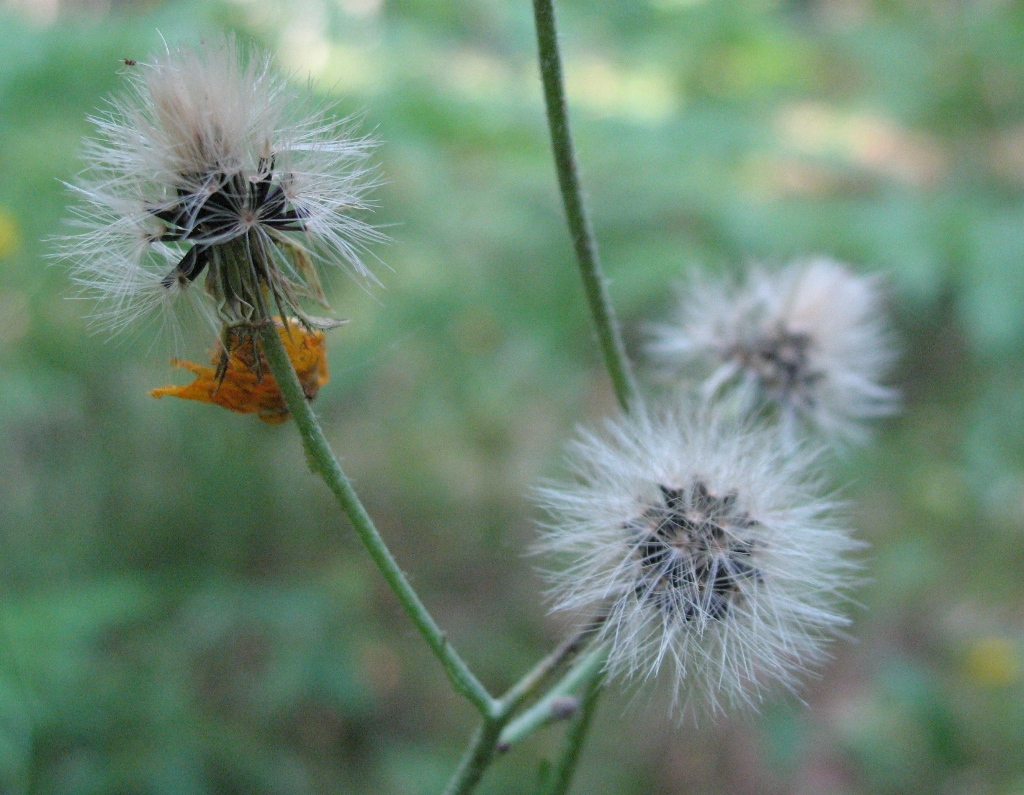 Image of Hieracium borodinianum specimen.