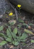 Hieracium sylvularum