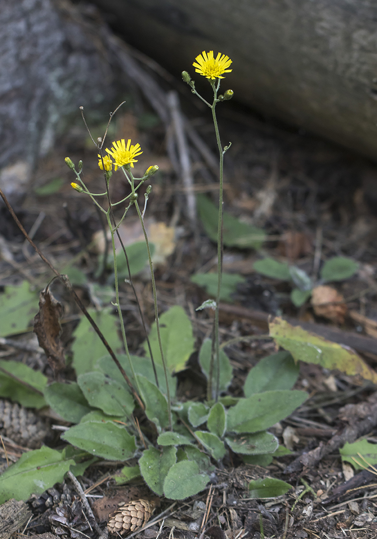 Изображение особи Hieracium sylvularum.