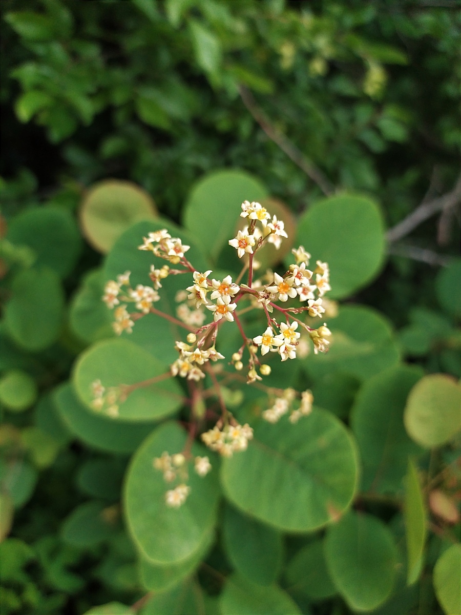 Image of Cotinus coggygria specimen.