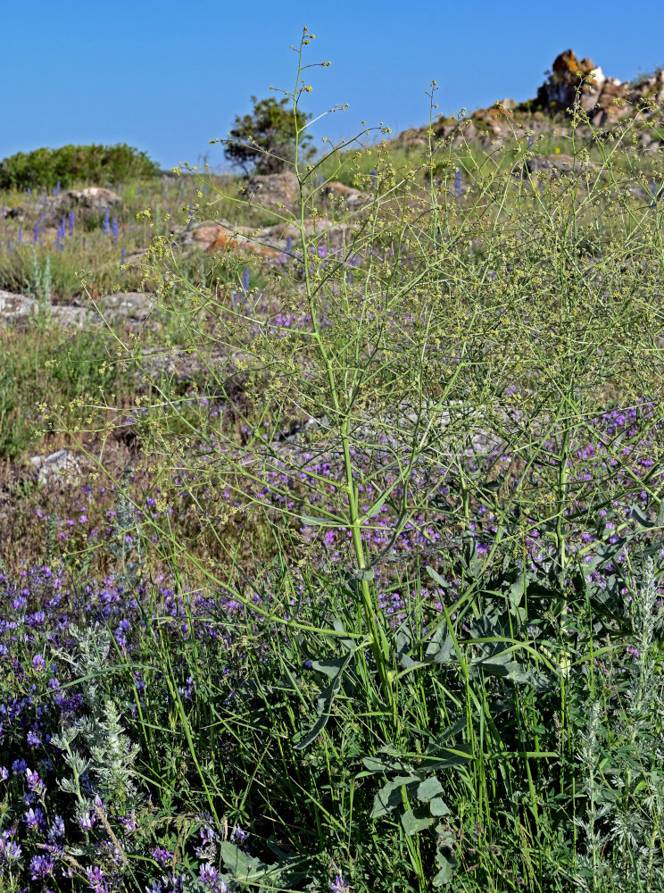 Image of Crambe orientalis specimen.